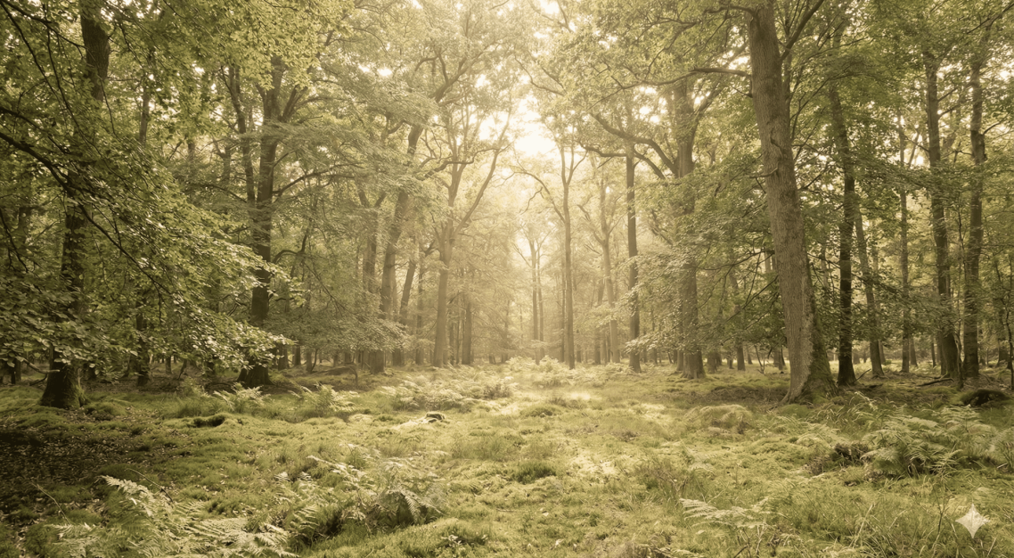 Soft forest greens, Sunlight through leaves